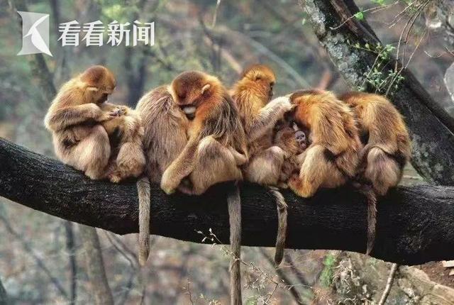 球速体育：“秦岭猴王”来了！上海科普大讲坛观众超22万(图2)