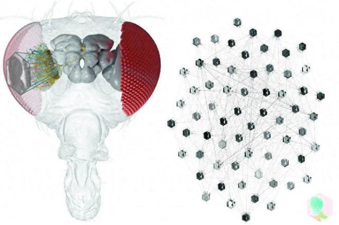 重要突破：利用AI研究人员可以对单个神经元的行为进行预测(图1)