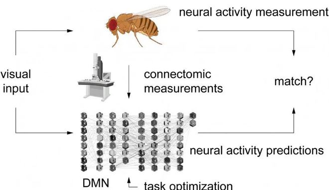 重要突破：利用AI研究人员可以对单个神经元的行为进行预测(图2)