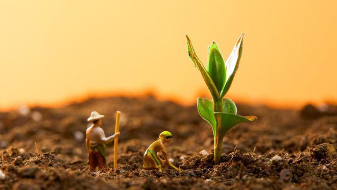 球速体育：无需技术团队：SaaS型网校平台的搭建优势大象网盟(图1)