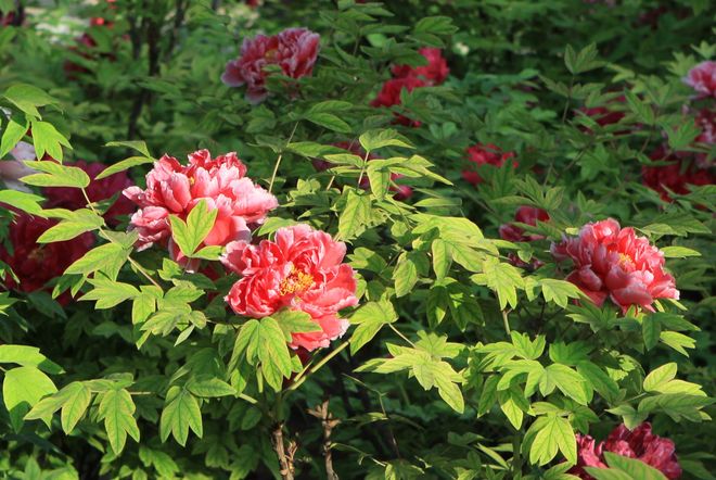 洛阳旅游4天3晚跟团行程费用本地旅行社带队龙门石窟白马寺纯玩(图4)