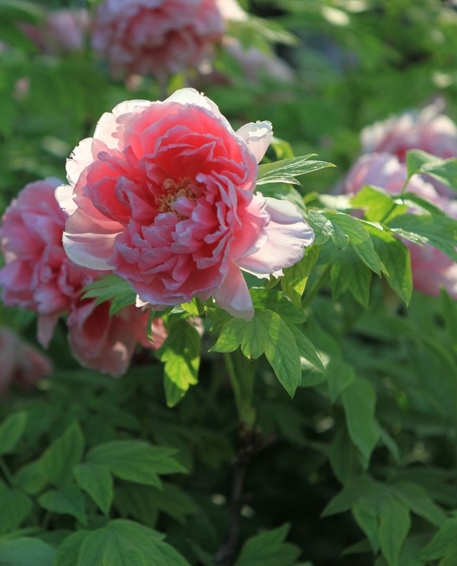 洛阳旅游4天3晚跟团行程费用本地旅行社带队龙门石窟白马寺纯玩(图12)