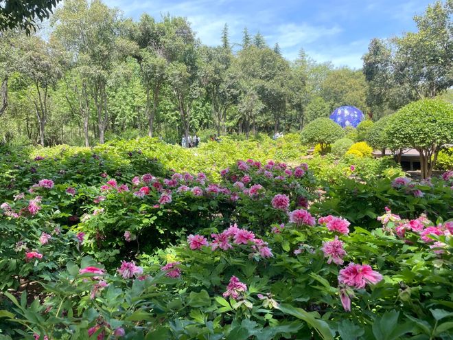 洛阳旅游4天3晚跟团行程费用本地旅行社带队龙门石窟白马寺纯玩(图11)